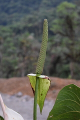 Anthurium versicolor