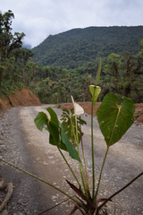 Anthurium versicolor