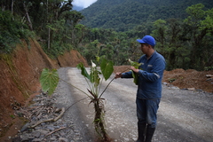Anthurium versicolor