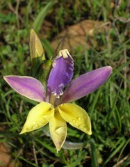 Babiana patula