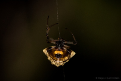 Verrucosa undecimvariolata