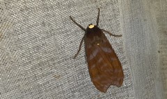 Pachydota