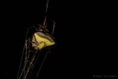 Verrucosa undecimvariolata