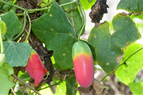 Ivy gourd