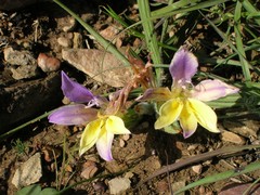 Babiana patula