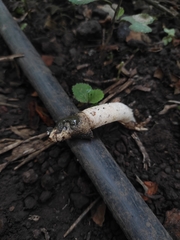 Phallus granulosodenticulatus