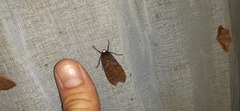 Pachydota