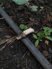 Phallus granulosodenticulatus