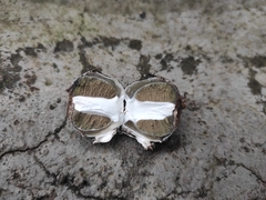 Phallus granulosodenticulatus