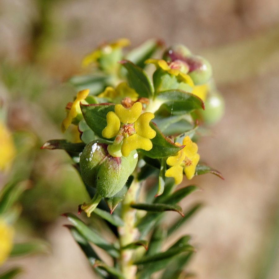 Euphorbia genistoides var. genistoides