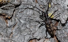 Monochamus maculosus