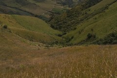 Nothoprocta curvirostris