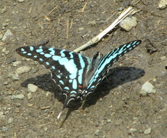 Graphium antheus