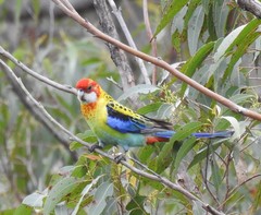 Platycercus eximius x adscitus