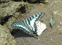 Graphium antheus