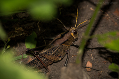 Taeniopoda citricornis