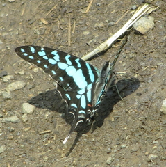 Graphium antheus