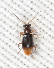 Hypebaeus bicolor