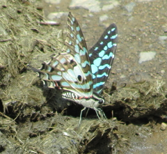 Graphium antheus