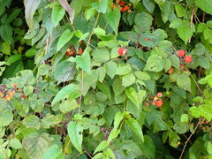 Rubus parviaraliifolius