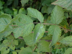 Rubus parviaraliifolius