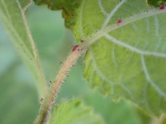 Rubus parviaraliifolius