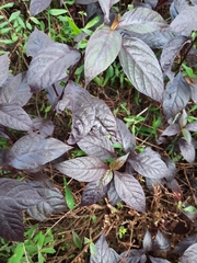 Graptophyllum pictum