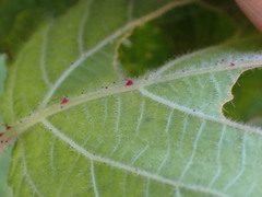 Rubus parviaraliifolius