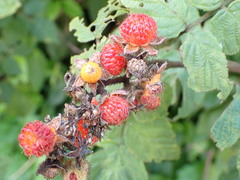 Rubus parviaraliifolius