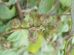 Rubus parviaraliifolius