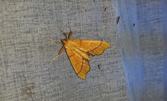Anarmodia