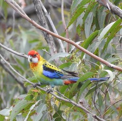 Platycercus eximius x adscitus