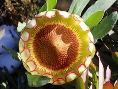 Protea effusa