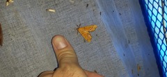 Anarmodia