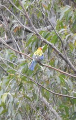 Platycercus eximius x adscitus