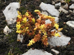Sedum nuttallii