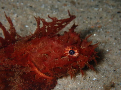 Sea Raven photo 5