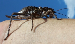 Hetrodes pupus pupus