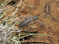 Epicauta tenuilineata