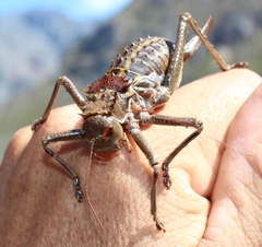 Hetrodes pupus pupus