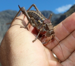 Hetrodes pupus pupus