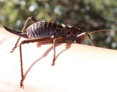 Hetrodes pupus pupus