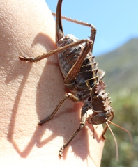 Hetrodes pupus pupus