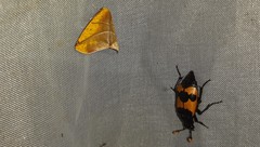 Nicrophorus olidus