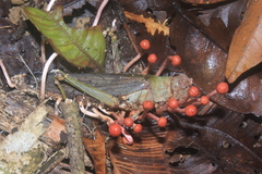 Paraisaria amazonica