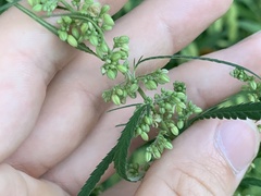 Cannabis sativa