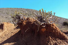 Euphorbia pseudocactus