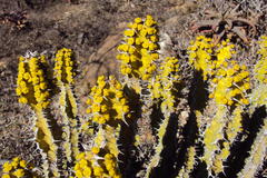 Euphorbia pseudocactus