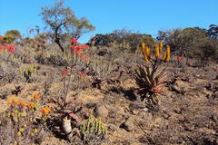 Euphorbia pseudocactus