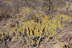 Euphorbia pseudocactus